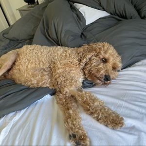 Meet your Posher, Lucy